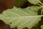 Cutleaf groundcherry